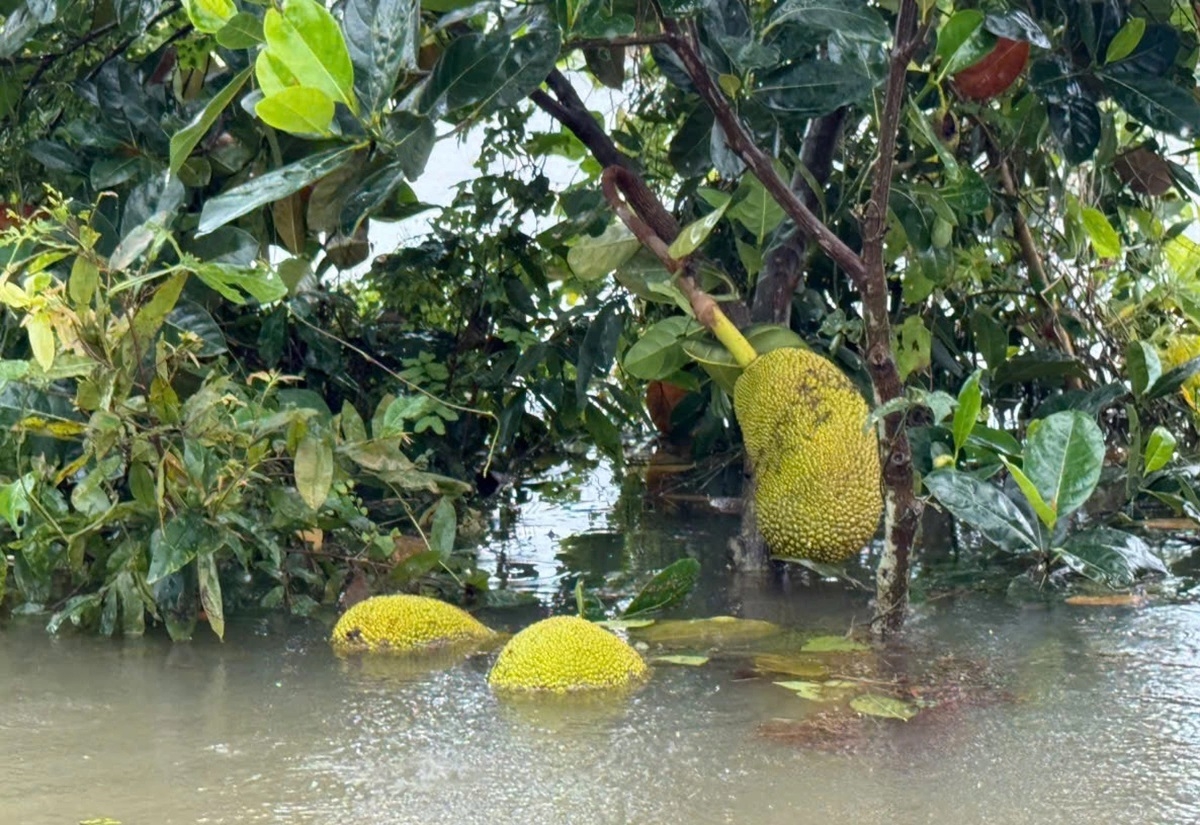 Phun mbang baoh daok dauk dalam ia ngak khut bruk, khat lahik rilo