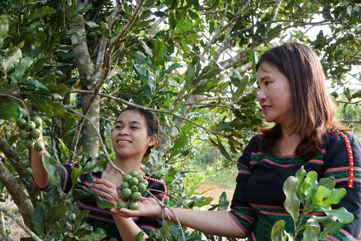 Tơm mắc-ca dôl kơl kônh wa Bu nong ta n’har bri Lâm Đồng klaih rlău ach o, nsan hao, ƀư geh ndrŏng