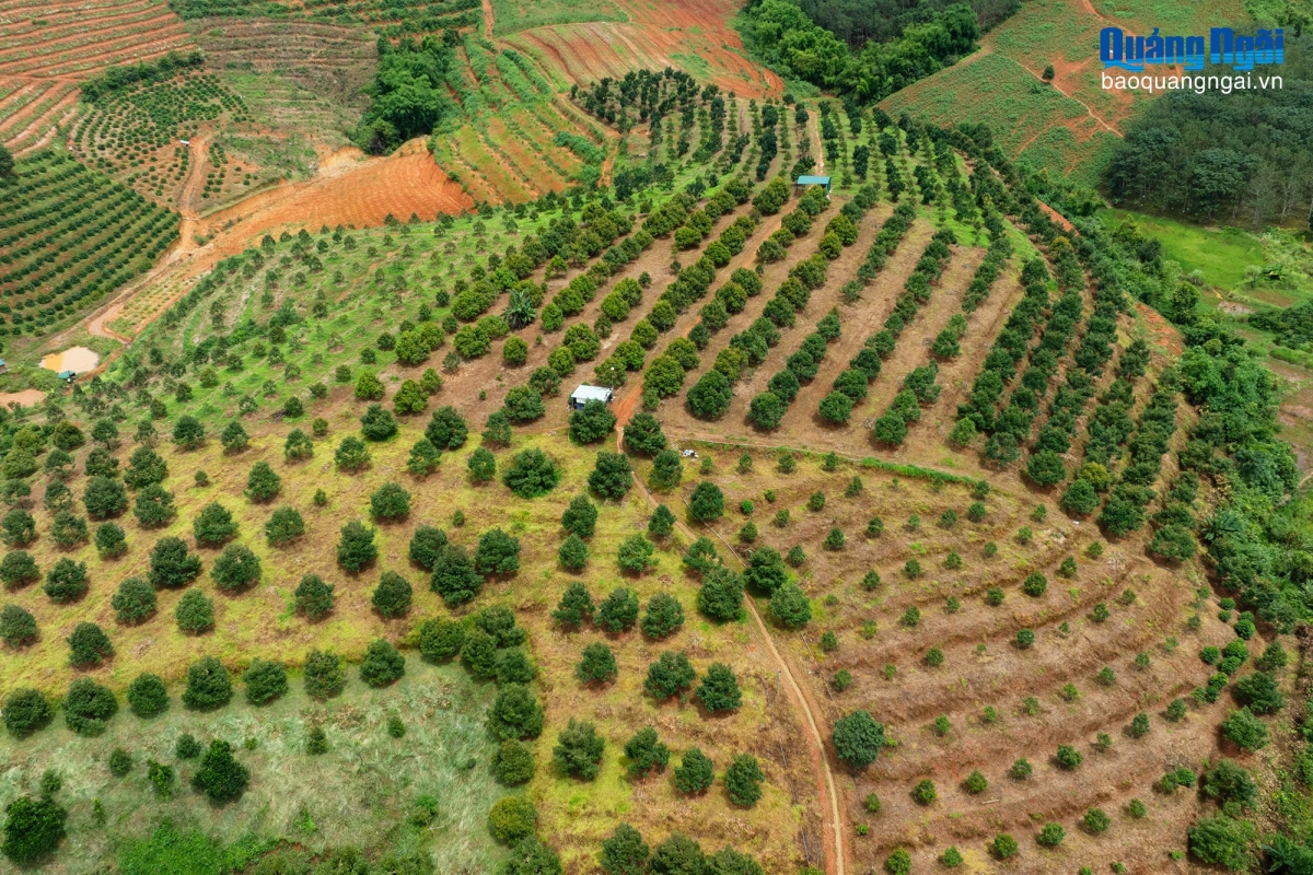 Vườn sầu riêng của ông Bùi Đức Quỳnh- Ảnh: Báo Quảng Ngãi