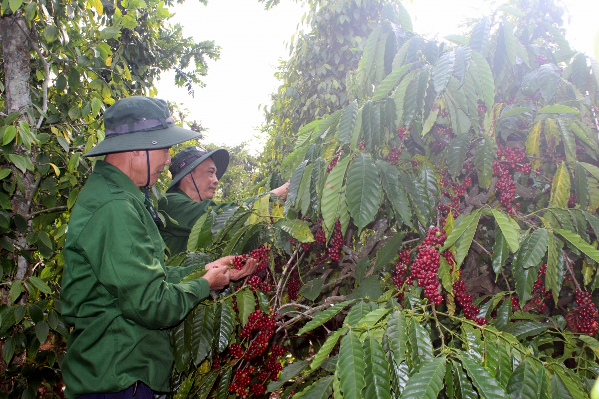 gru hmô đang kphê mơ̆ng Trần Hồng Minh, ti ƀuôn prŏng Ea Kao, čar Dak Lak