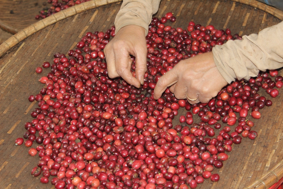 Cà phê tuch tăm ting trong n’hŭch n’hôl djơh krŭl duh n’hao săk geh, n’hao kah uĕh.