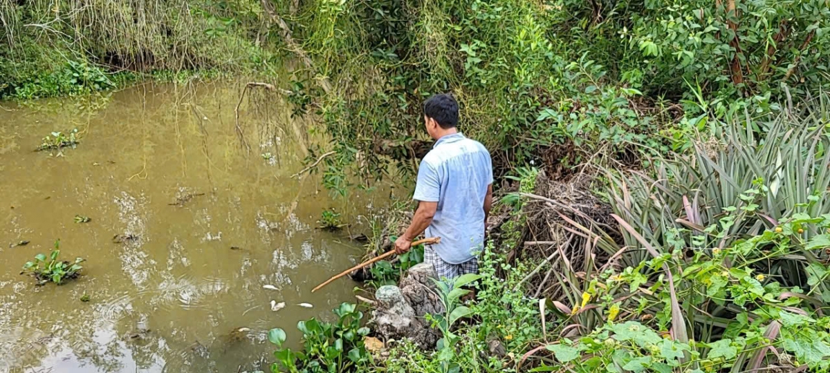 Sau khi đưa dòng điện xuống nước tất cả các loài thủy sản trong nước sẽ chết