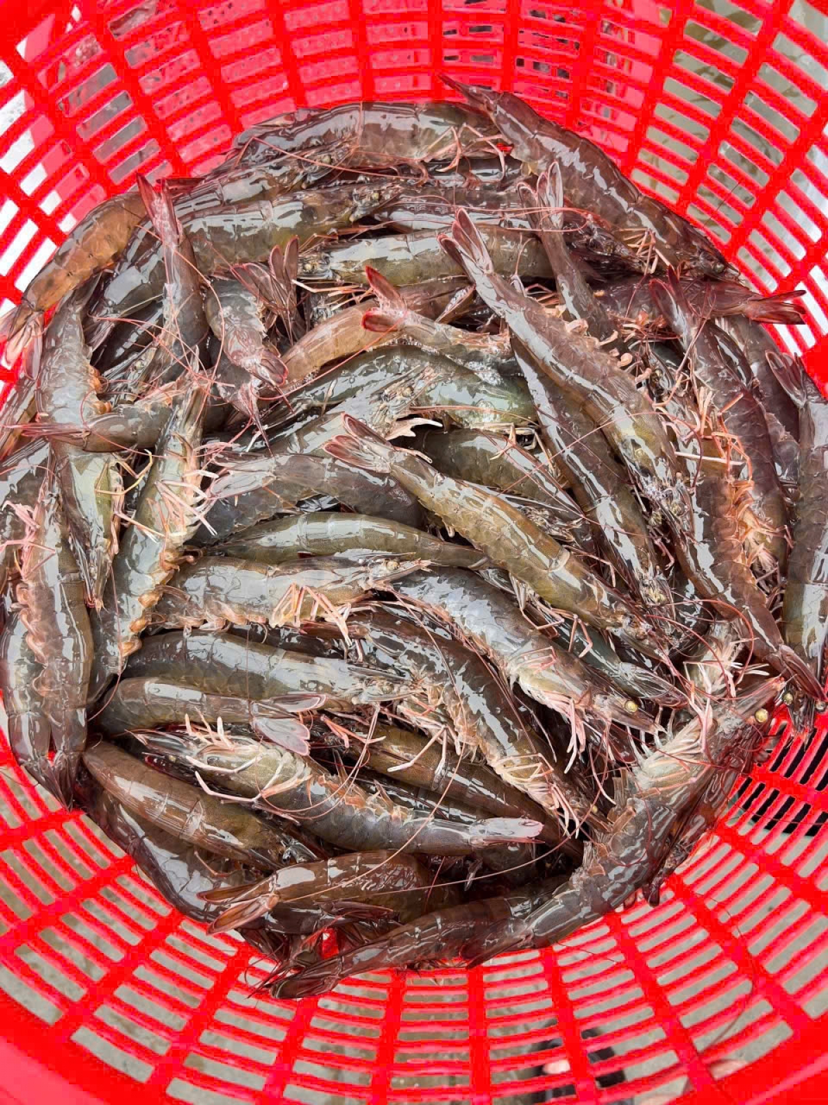 Tôm thẻ công nghệ cao do anh Tuấn Hiền nuôi rất ở kích cỡ 30 con/kg