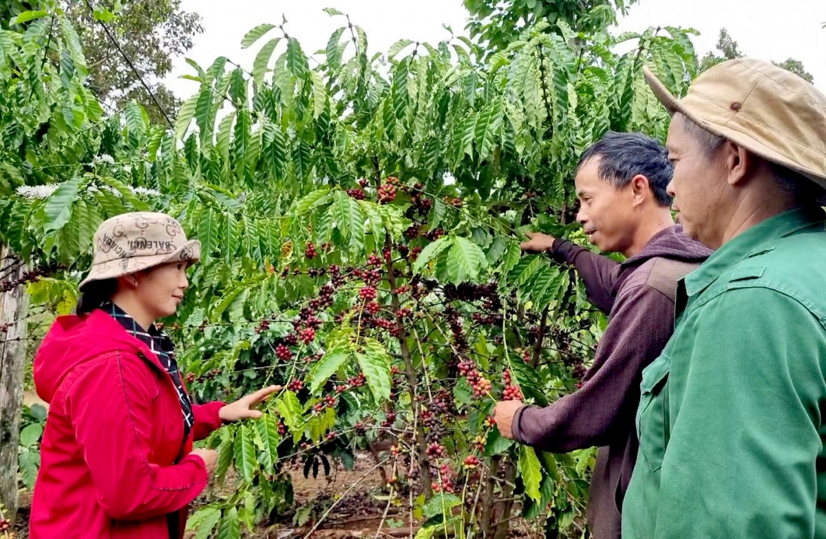 Pơhlêh tuăn tơmiât, xúa ki rơkê dêi kih thuât gum mơdêk pêi lo kế tơmeăm, kơphế dâi lĕm