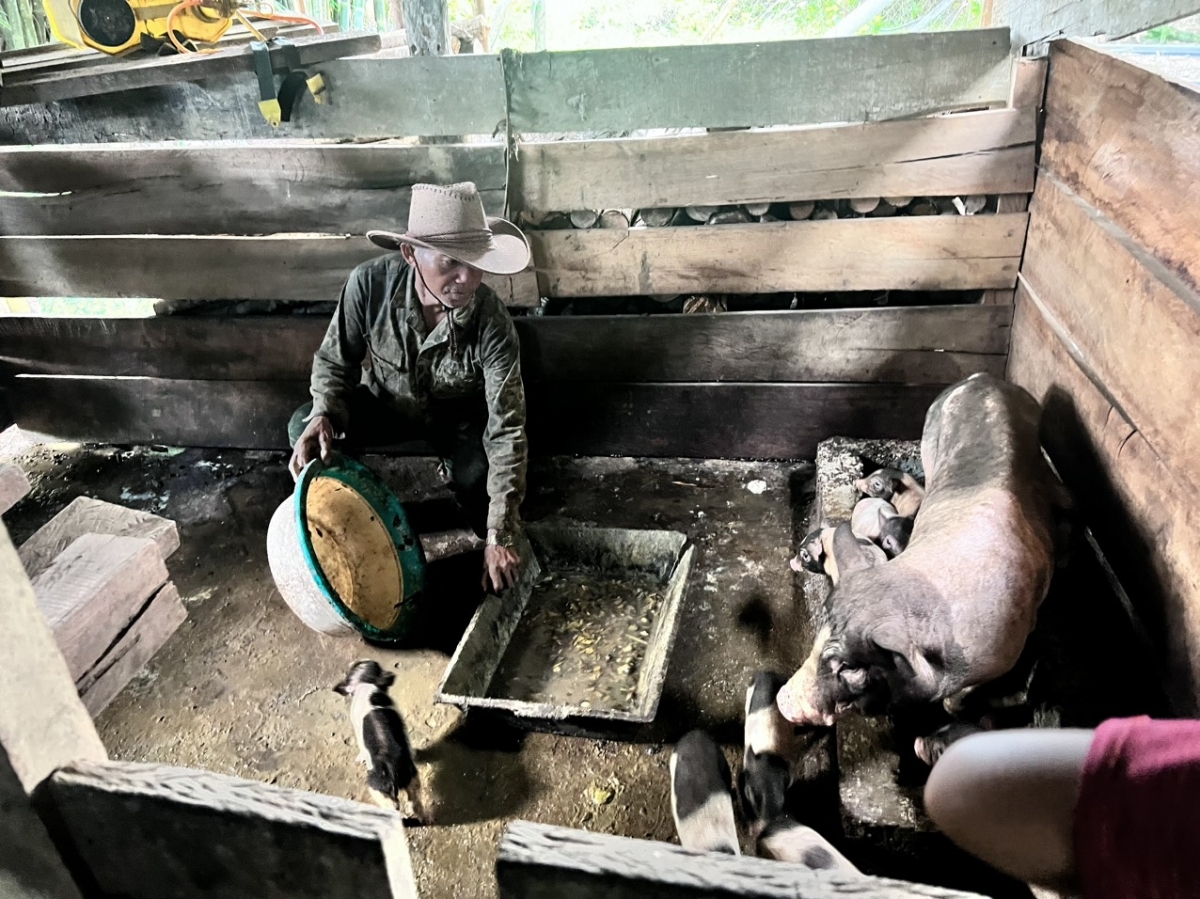 Ông Nguyễn Văn Ép chăm sóc đàn heo cỏ của gia đình