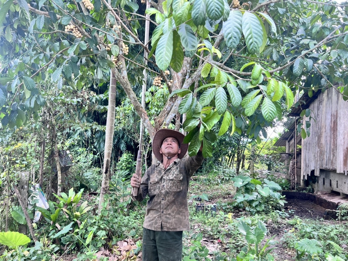 Ông Nguyễn Văn Ép là điển hình kinh Nông dân sản xuất, doanh giỏi nhiều năm