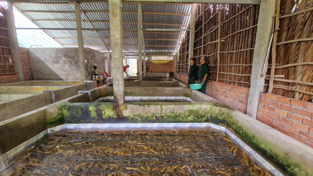 Mô hình nuôi lươn của ông Trần Văn Chi