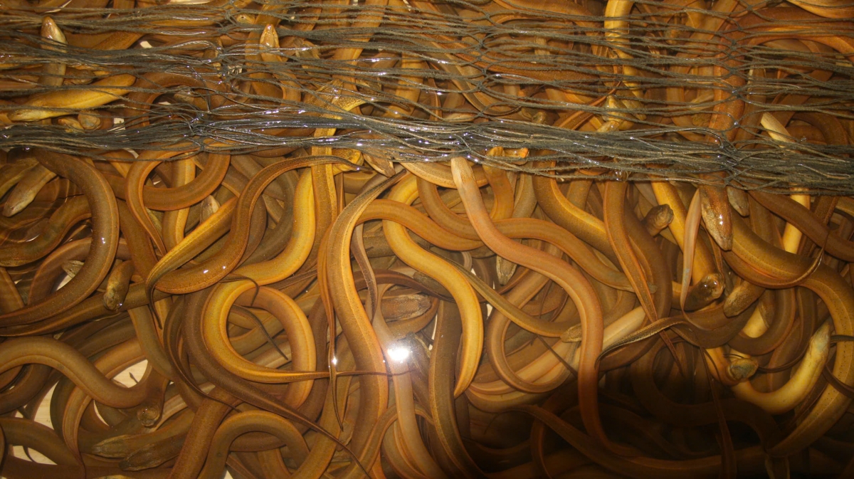 Nuôi lươn không bùn cho giá trị kinh tế cao