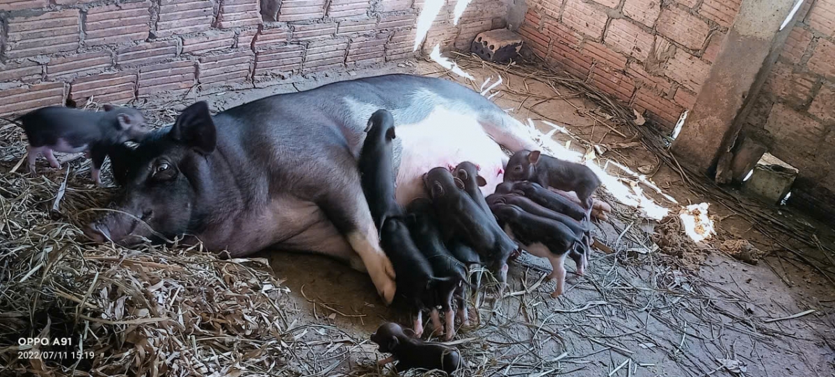 Heo cỏ địa phương được nhiều hộ chọn để phát triển kinh tế gia đình