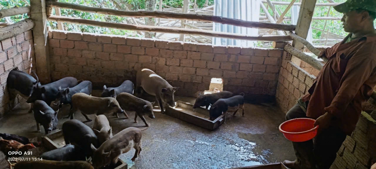 Nhiều mô hình chăn nuôi hiệu chăn nuôi mang lại cả trăm triệu đồng cho người dân