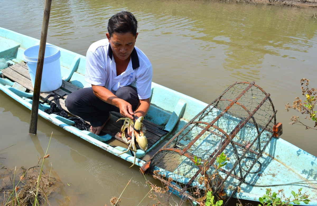 Người dân nuôi cua cần đặc biệt lưu ý công tác cải tạo ao trước khi thả nuôi