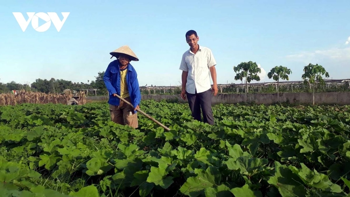 Phát triển vùng trồng chuyên canh ở vùng nông thôn, miền núi