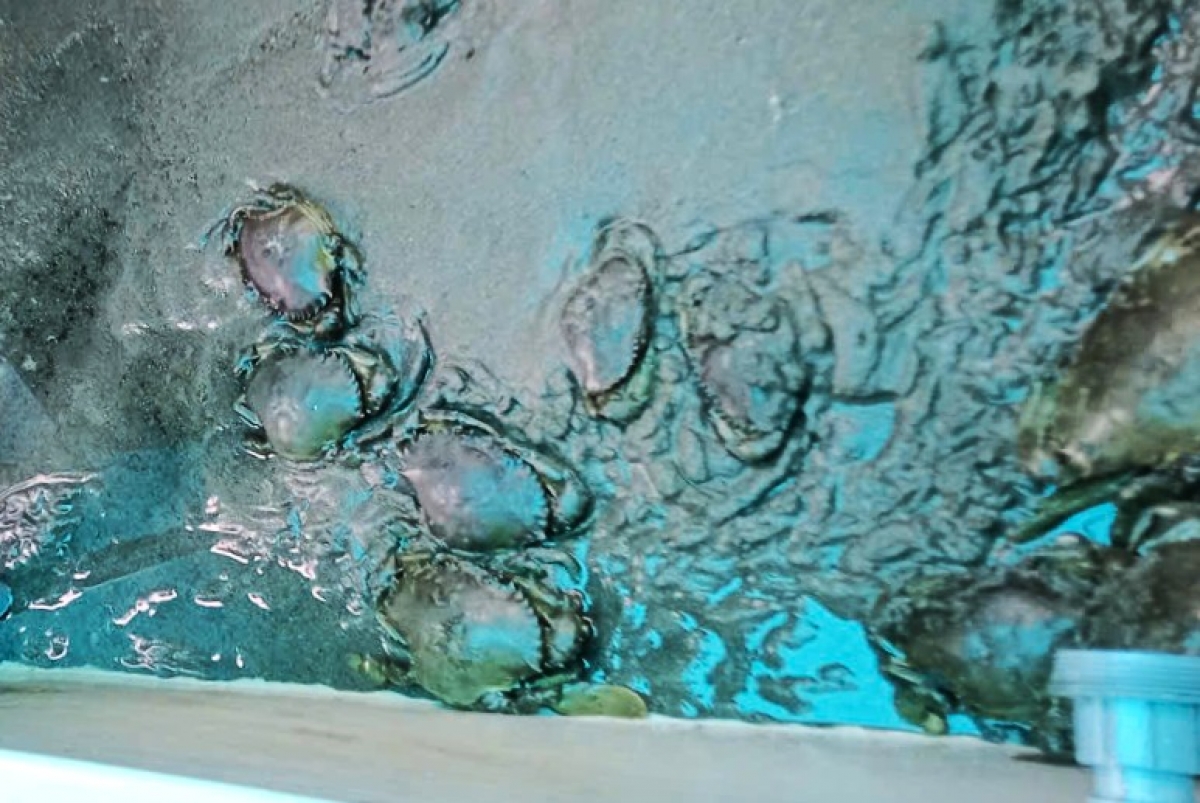 Mô hình vỗ béo cua trong bể cần có cát để cua vùi và phải thường xuyên vệ sinh cát