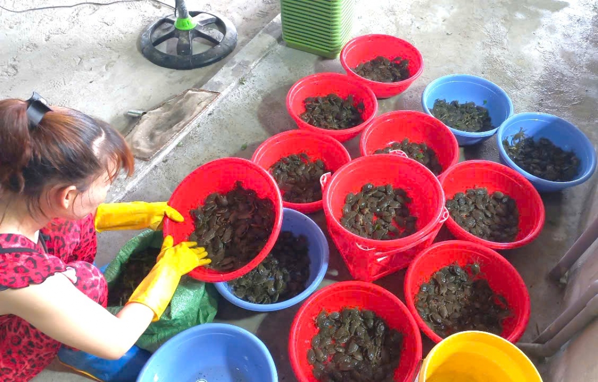 Người dân có thể chọn thả cua giống cỡ lớn để tránh thất thoát và kháng bệnh tốt hơn