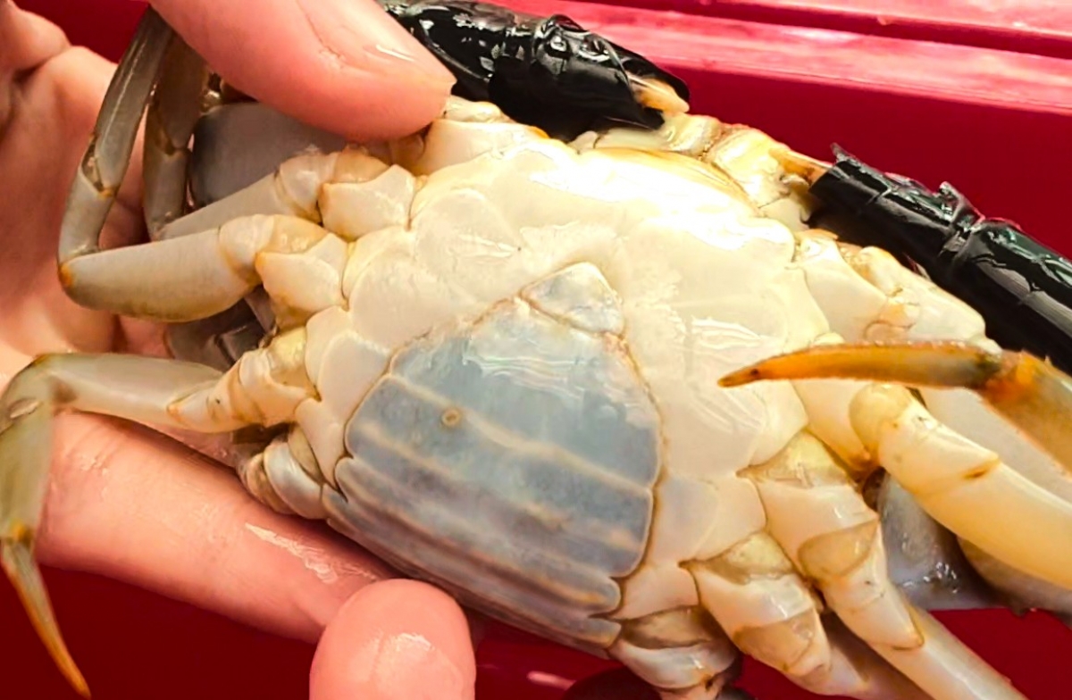 Tiến sĩ Bắc thường vỗ cua trong bể để có được cua cốm, cua gạch chất lượng tốt nhất