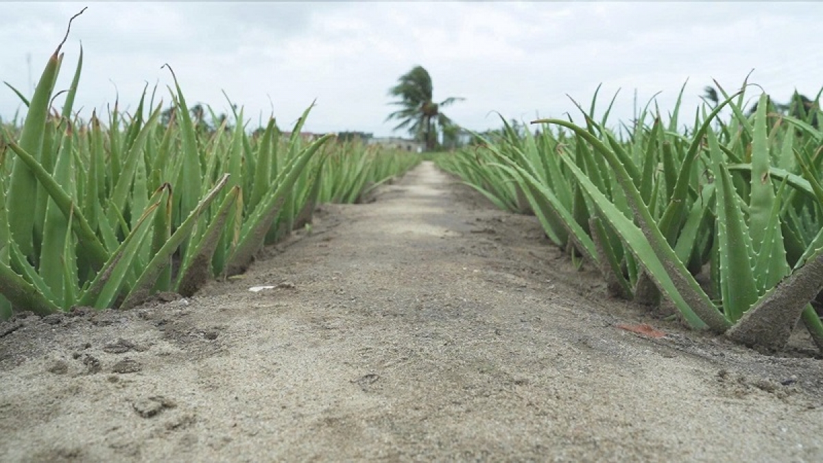 Nya ndam di Khanh Hoa