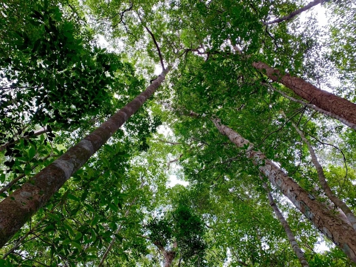 Kual glai rưng hơmâo djop djuai phun kyâo, hơdôm hơpluh rơbâo hlô mơnong ƀơi kơčong čư̆ Kon Hà Nừng (Gia Lai)