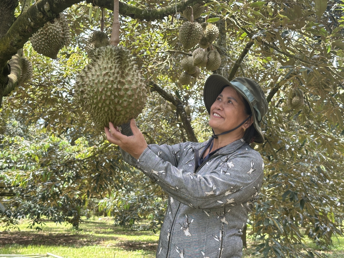 Dak Lak ră anai hơmâo 44.000 ha đang boh durian ( sầu riêng), pơhrui glăi rơbêh 380.000 tơn