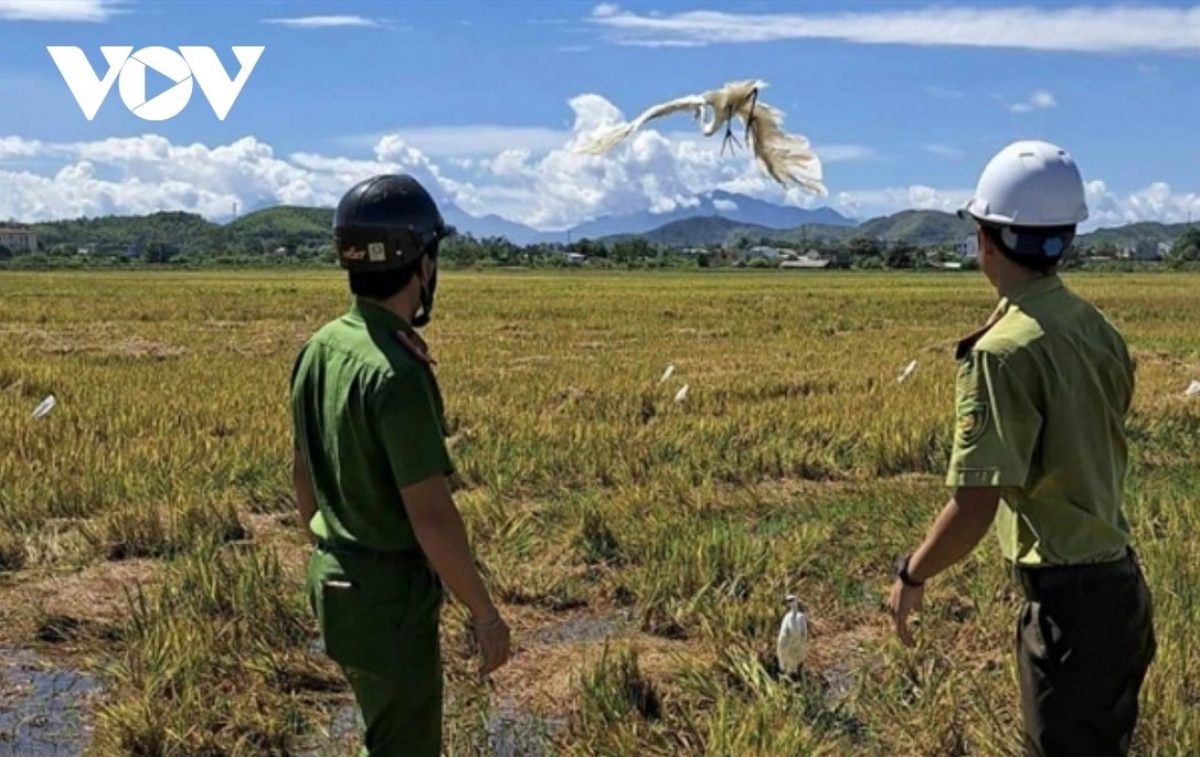 Lực lượng chức năng tháo dỡ bẫy chim trời và kịp thời thả các cá thể cò bị mắc bẫy về tự nhiên.