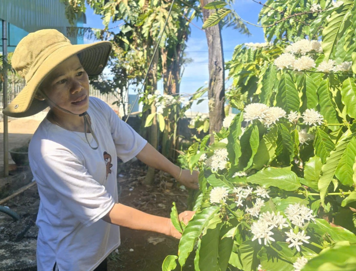 Amai Rčom Pop ƀơi anăp lan sang đang kơphê sang anŏ ñu pô