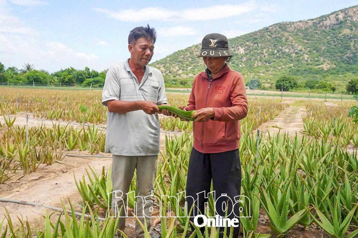 Urang ngak nong pathau khan ilamo pala phun nya ndam