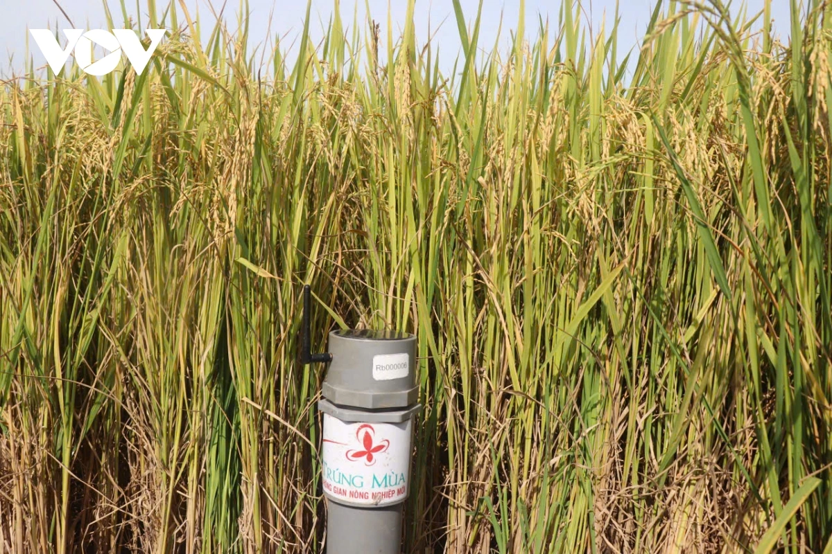 Pandar ndap nda dut tanut ia