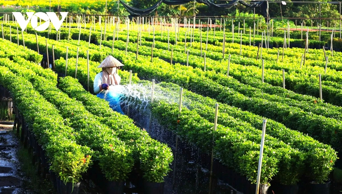 Rahra Palei bangyu Sa Dec sangka ka dom cau phun