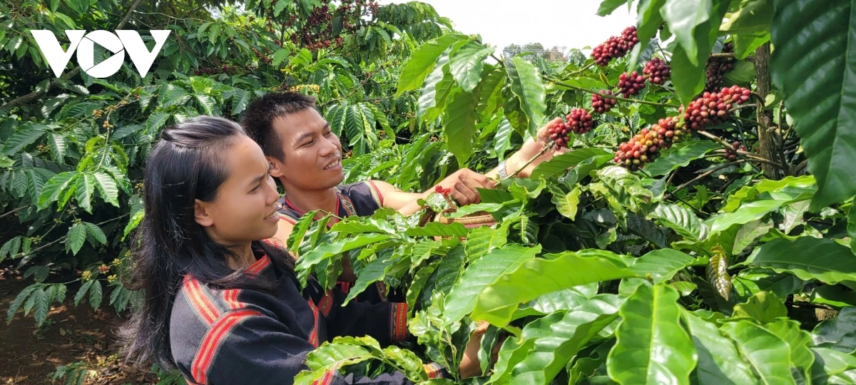 Sa-ai Awưnh paik kophi huu co