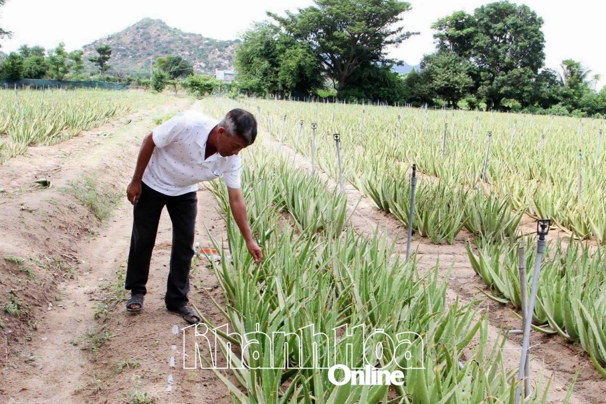 taneh pala phun nya ndam
