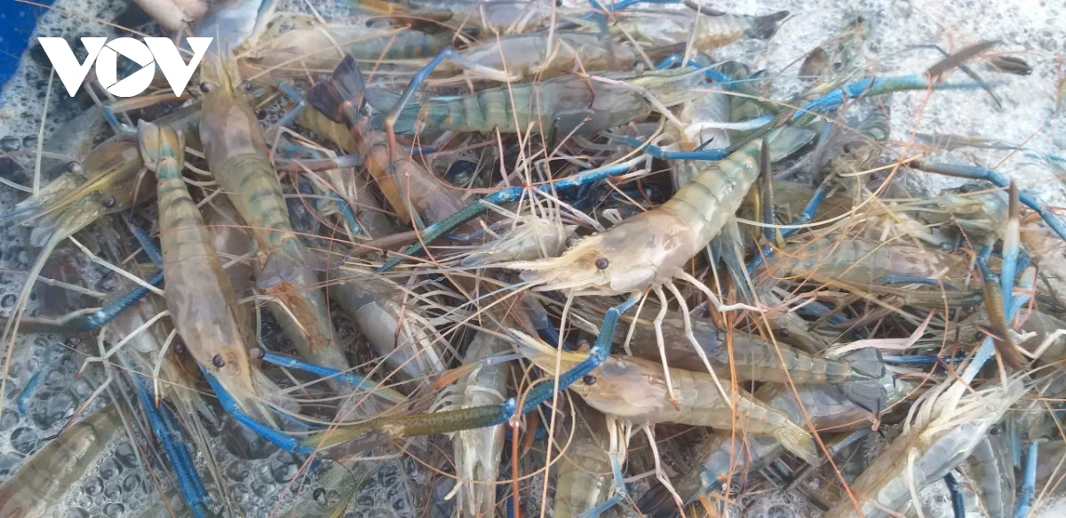  Hadang hu yaom meng 105.000 - 125.000 dong sa kilo