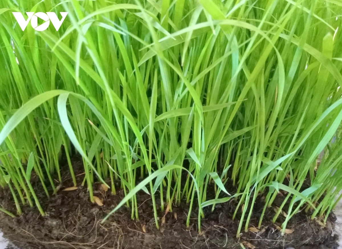 Danak dak 1 trieu hecta pamaong tal gah ngak nong karo kajap