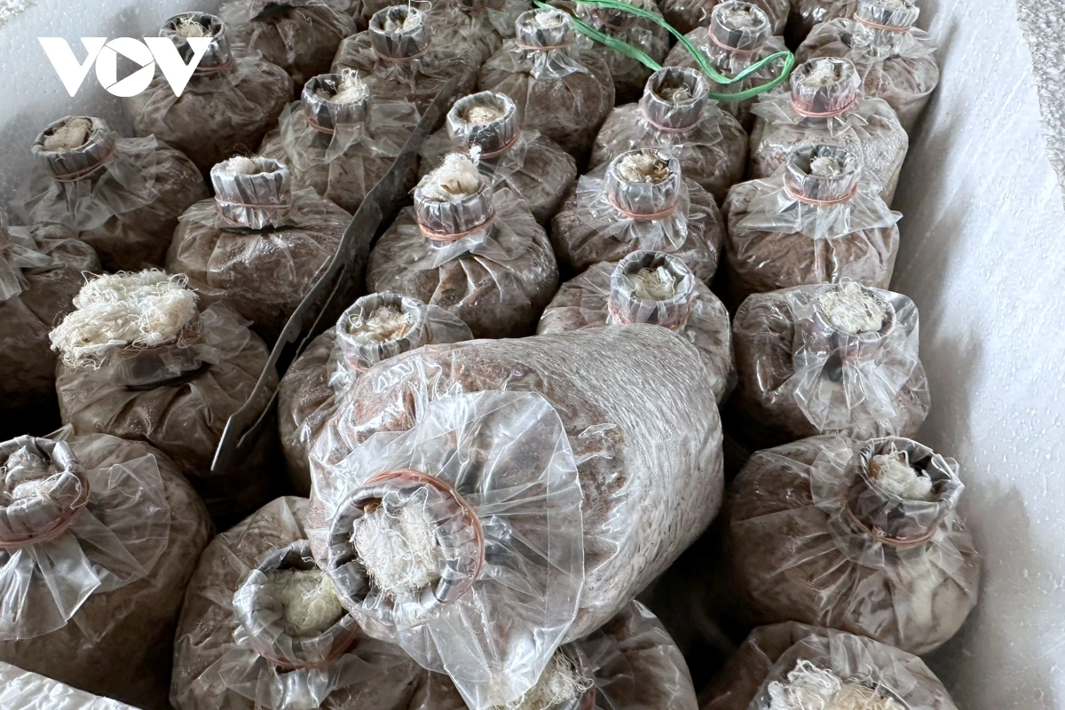 Pandar pong piah pala bamao