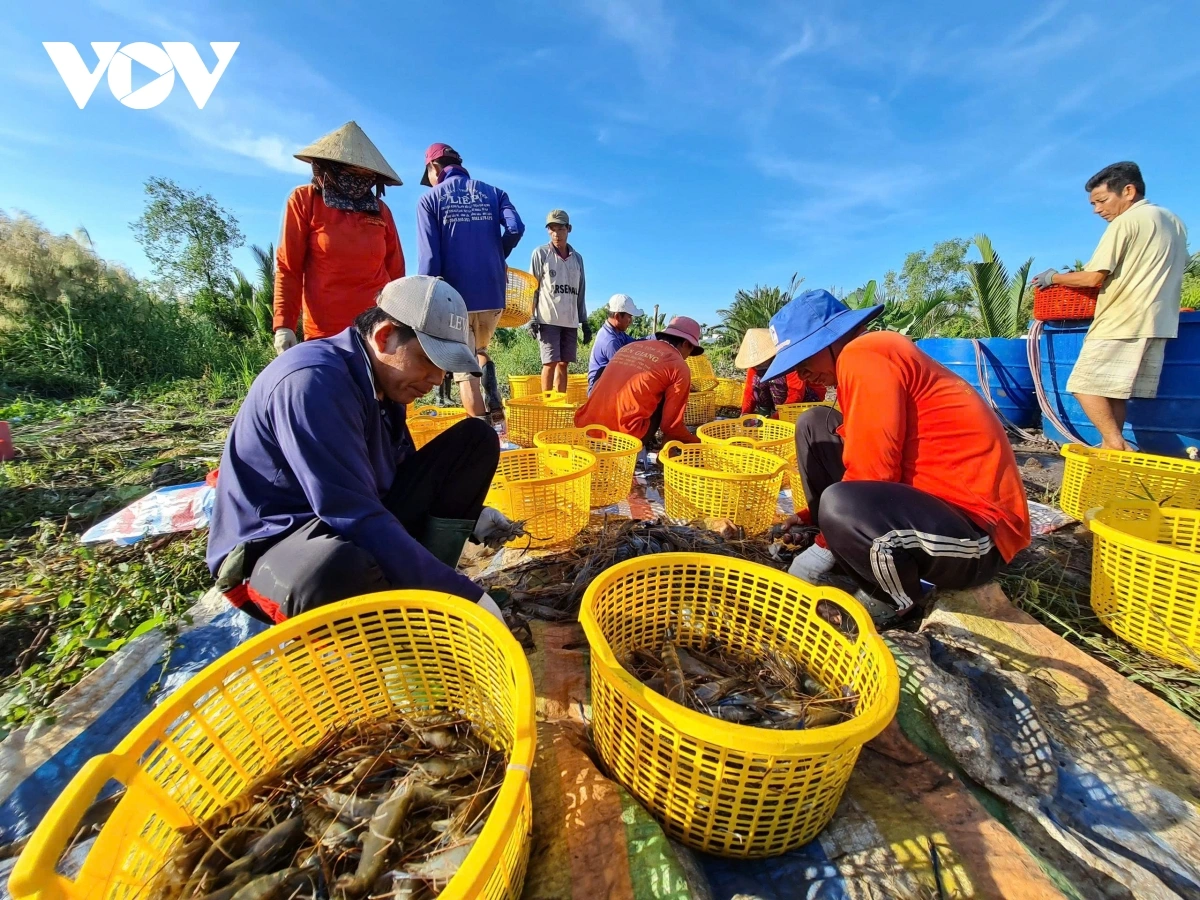 Urang ngak nong xa Lương Tâm hu jien mek tame glaong meng bruk padai hadang