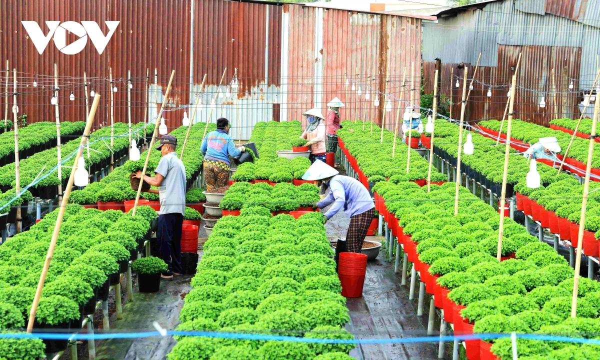 Rahra sangka ka dom cau bangu