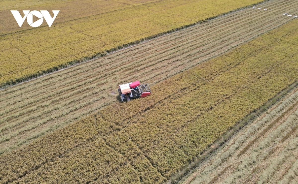 Bhum taneran kraong Cuu Long lac bhum pala padai praong abih dalam negar