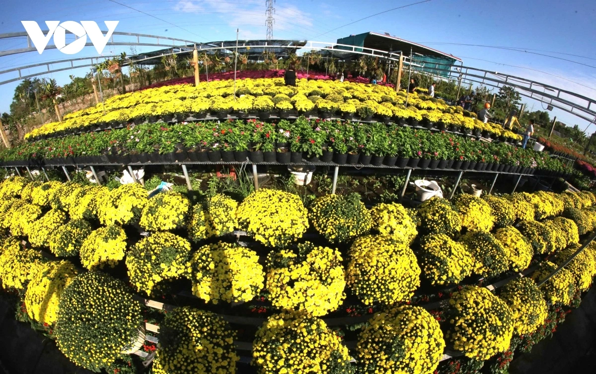 Cuc Mam xoi jeng lac phun hu pala rilo di sang bein