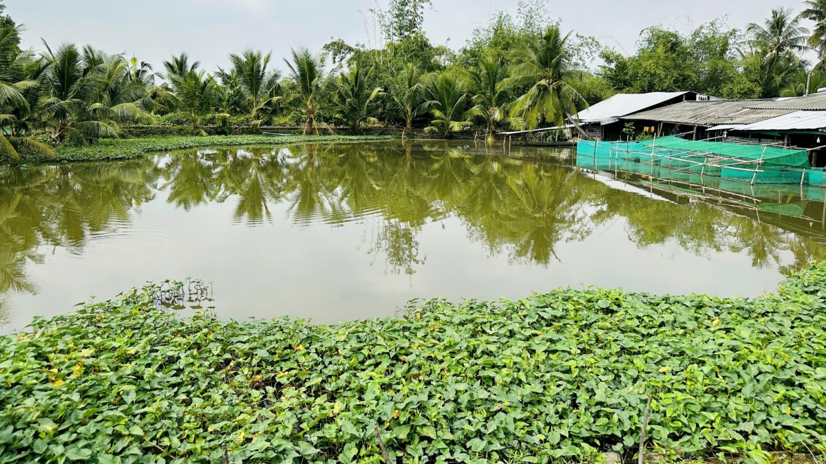 Ao nuôi cá kết hợp nuôi ếch và trồng rau muống