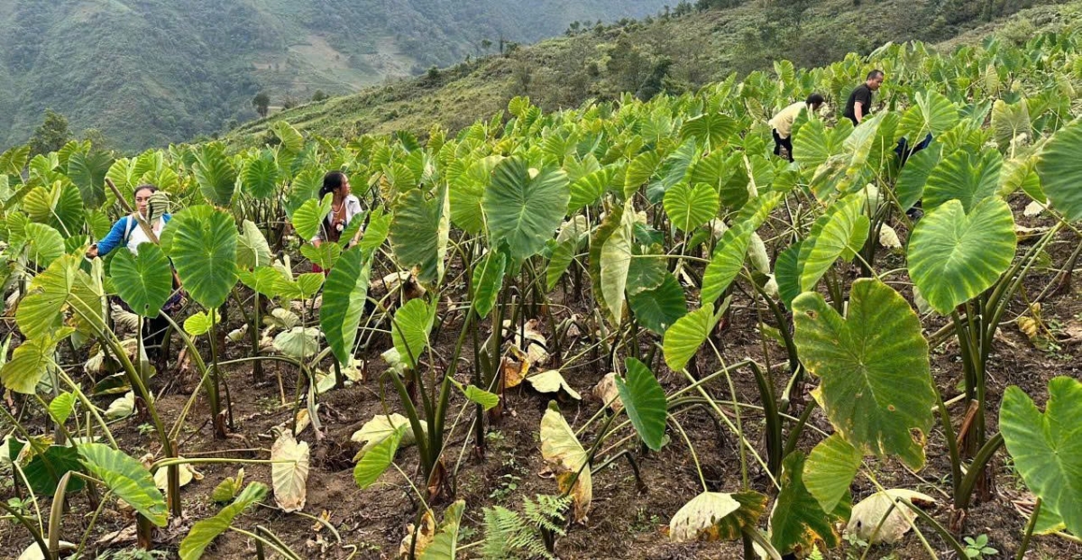 Những nương khoai sọ có chất lượng củ ngon