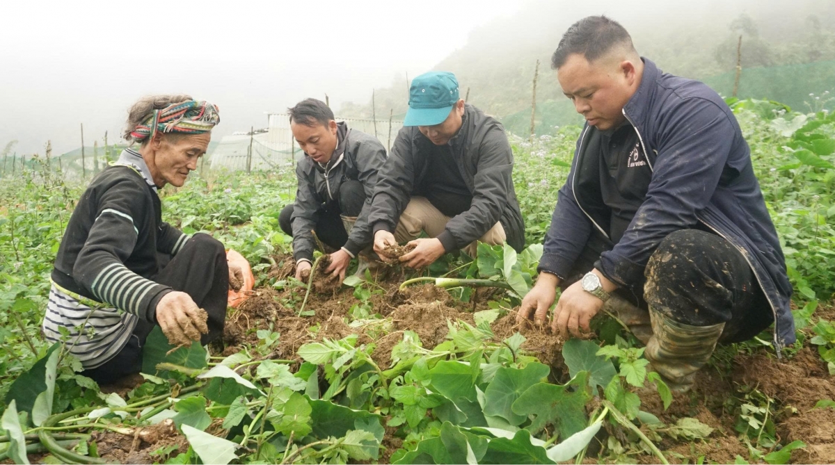 Nhiều hộ dân có thu nhập khá từ cây khoai sọ