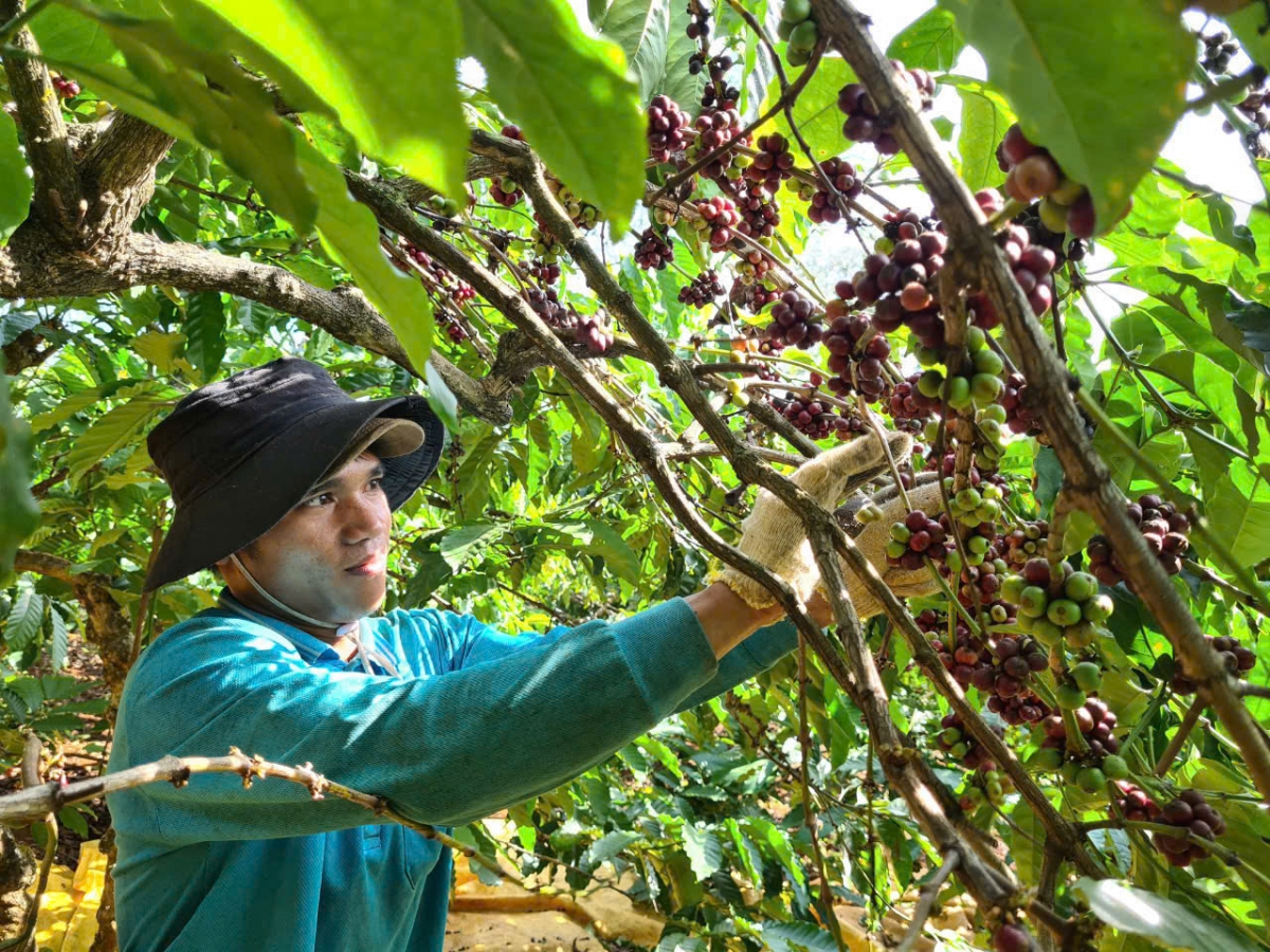  Tam kơphê ngăc ngar gơdờp mờ tam gơl nhơl trồ tiah tàm Dăk Lăk