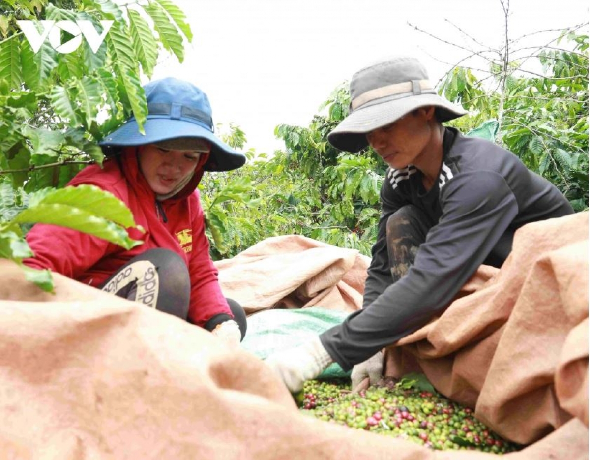 Kơphê kàl 2025- 2026 tàm Tây Nguyên