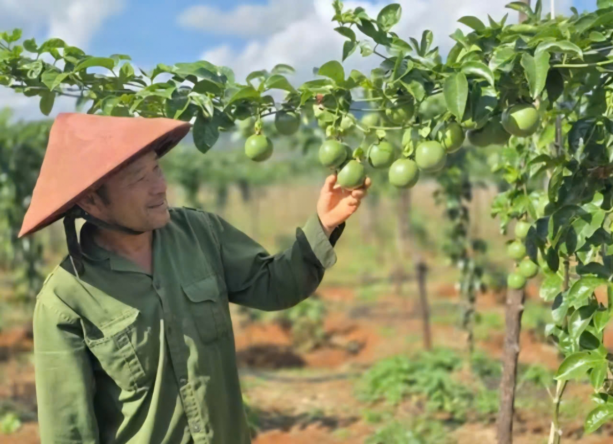 Krui kơxái a Gia Lai châ mơnhên tối dâi lĕm khât