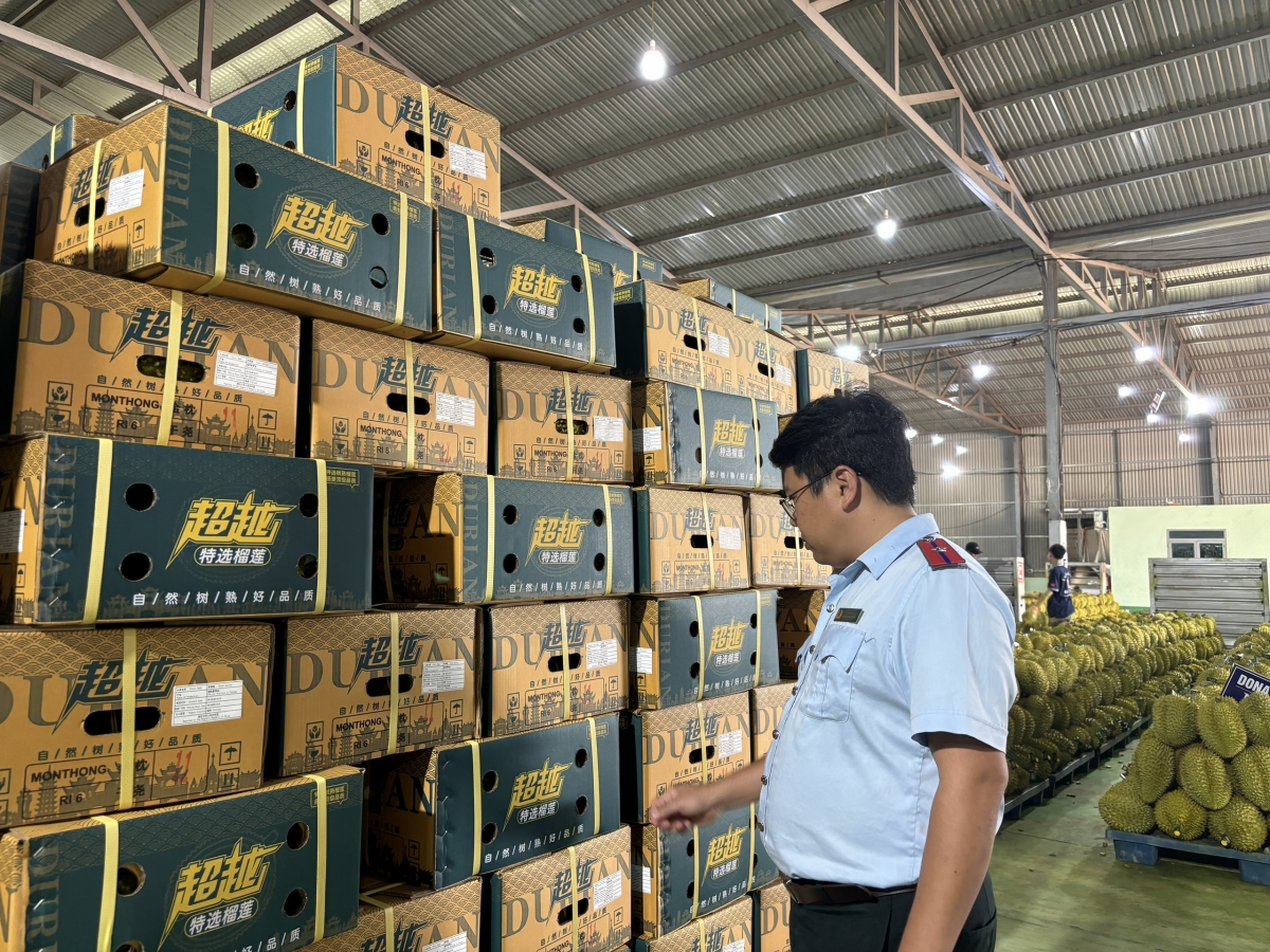 -Krĭng pla mjing boh durian mâo mkăp mrô knăl hlăm čar Daklak knŏng hlăm brô  16,5% ênoh ênha pla mjing jih jang.