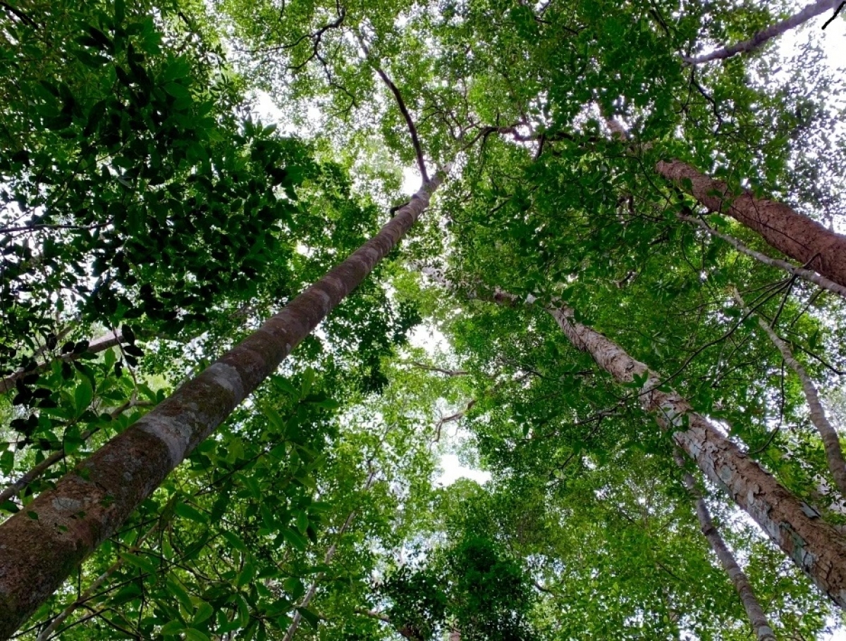 
Brê dờng mờ ală phan phan brê li la uă ngan, gĭt nđờ jơ̆t rơbô bơta tàm tiah kơh bơnơm Kon Ka Kinh (Gia Lai )