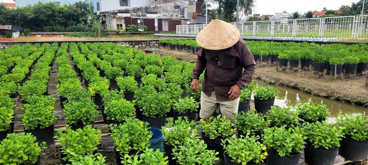 Hoa cúc Hà Lan rất khó trồng nhưng không thể thiếu tại các chợ Hoa Xuân