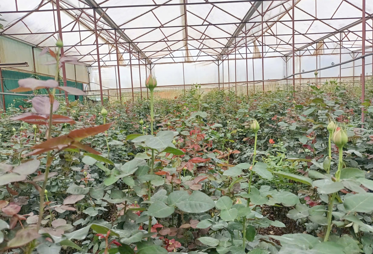 Kiăng pla 1.000 met karê bơnga hồng kơnong prăk tuh pơ alin pơkra sang mơnil kiăng giăm 20 klăk prăk