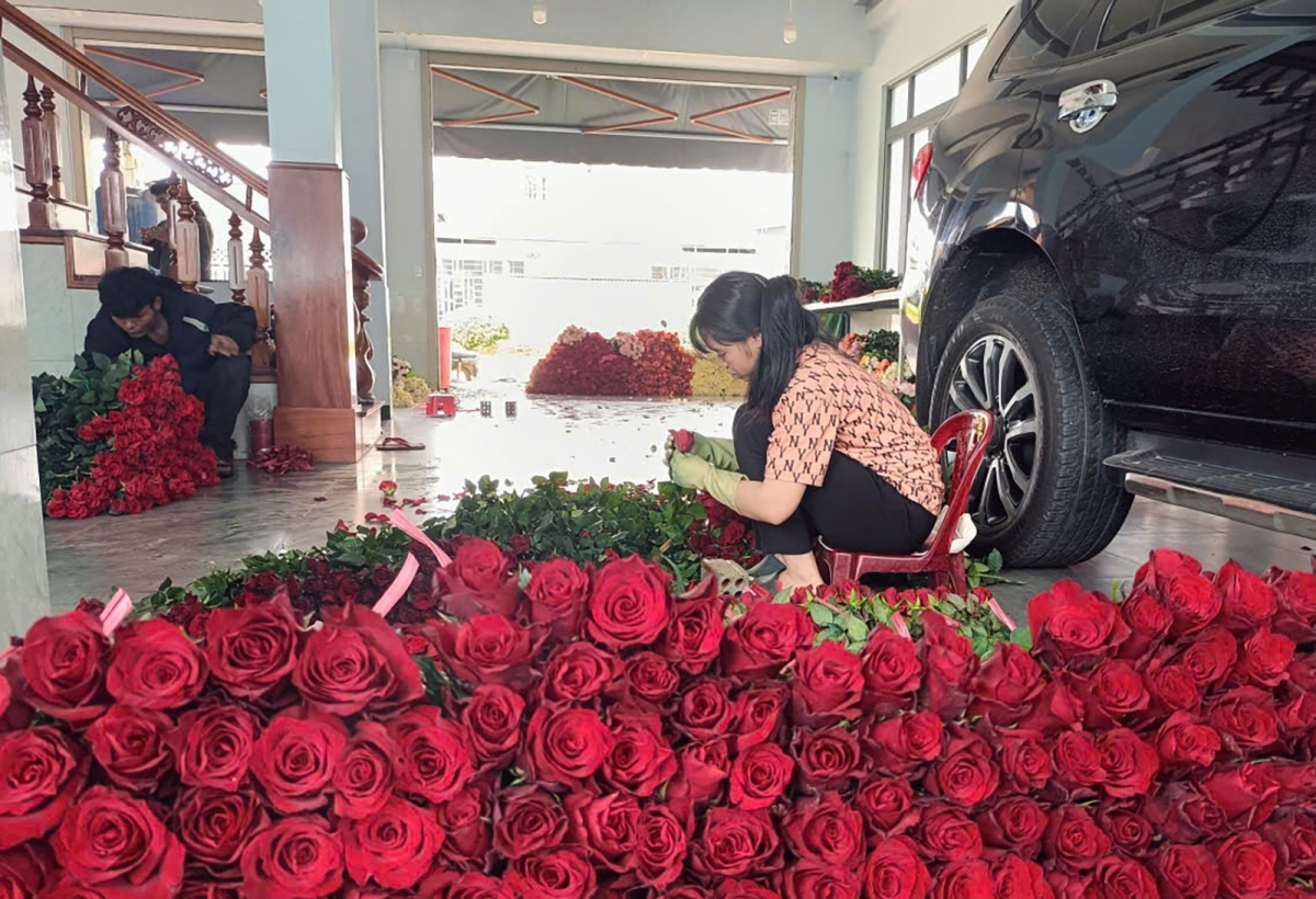 Ana mnga rose ba wĭt hnư prăk lu kơ mnuih ƀuôn sang ƀuôn hgŭm Lang Biang - Đà Lạt.