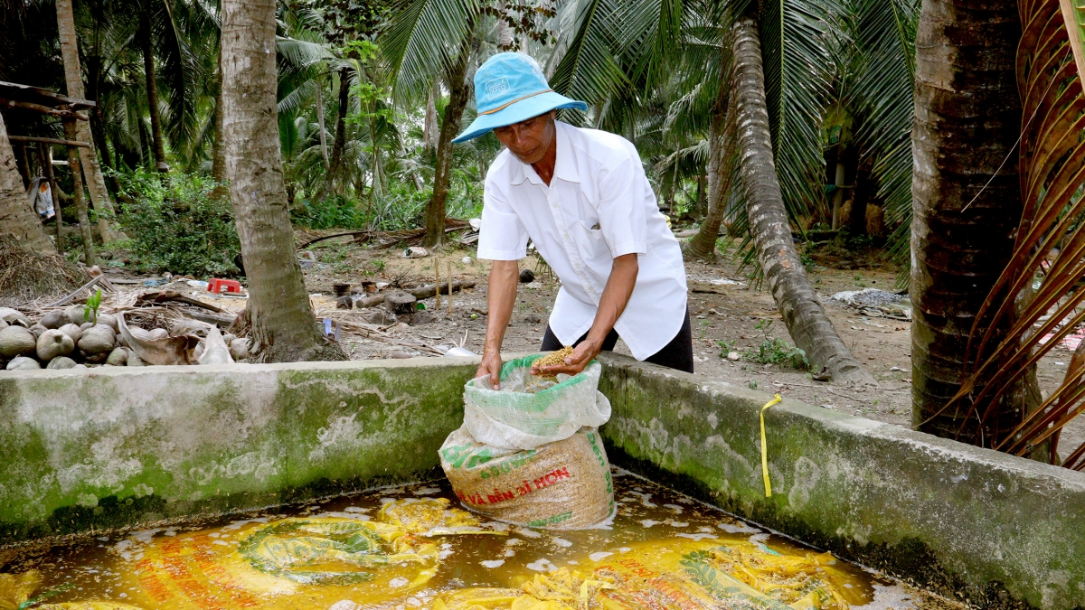 Kiểm tra độ nảy mầm, để chuẩn bị xuống giống vụ lúa Đông Xuân