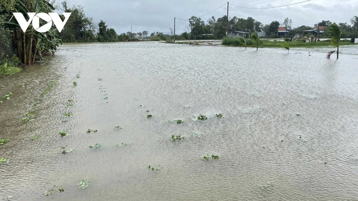 Mưa lũ làm hư hỏng nhiều diện tích lúa, hoa màu của người dân khu vực Nam Trung bộ