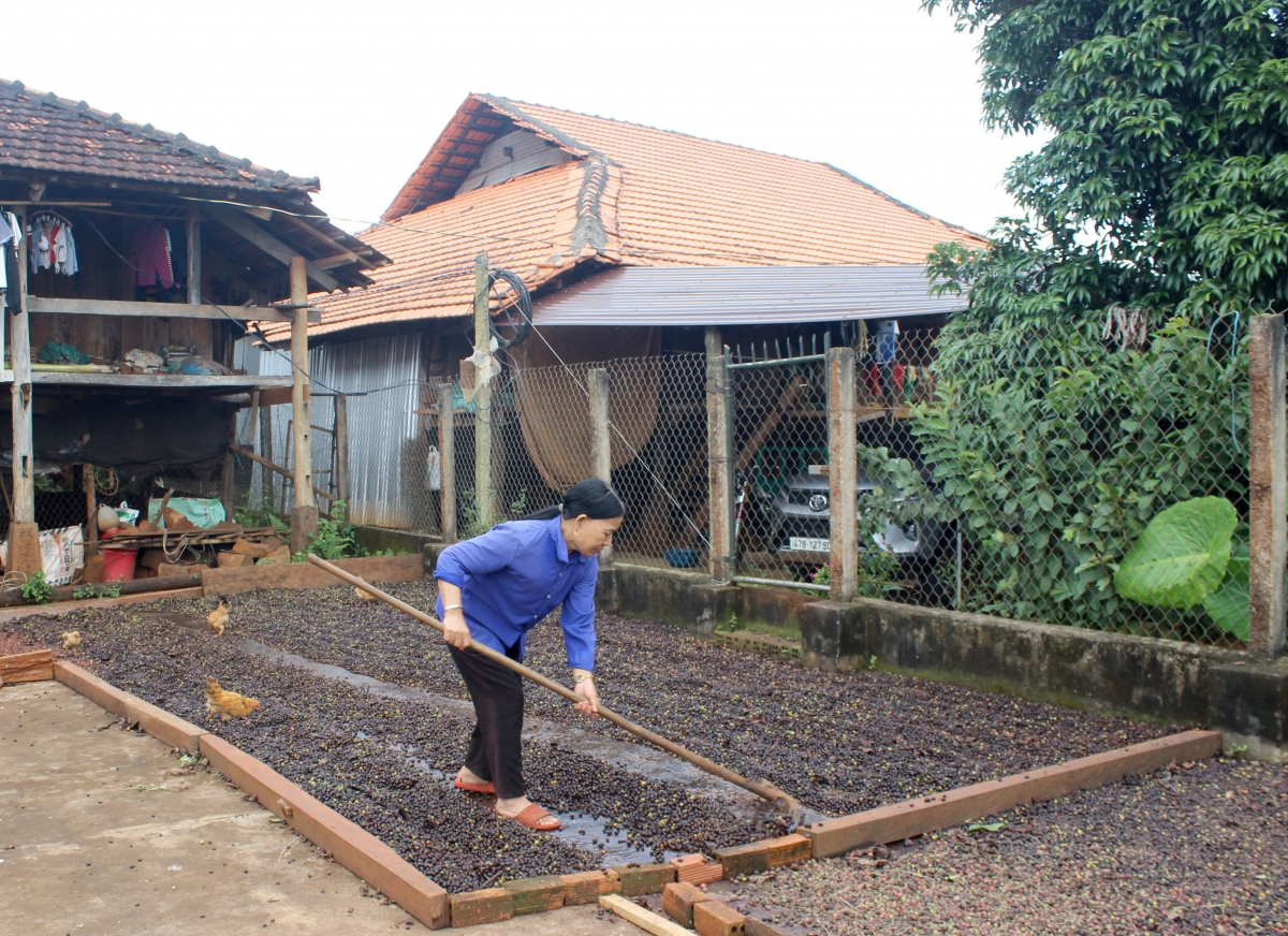 Nuĭh ƀon lan Quảng Hòa mô ru đah pĕ cà phê